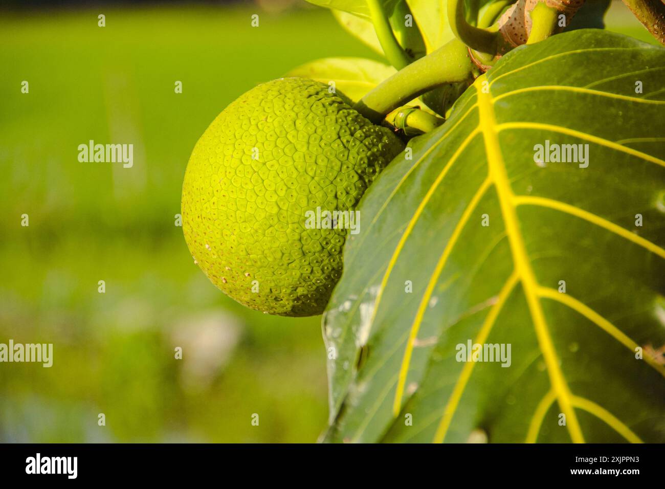 Fruit à pain vert encore sur l'arbre Banque D'Images