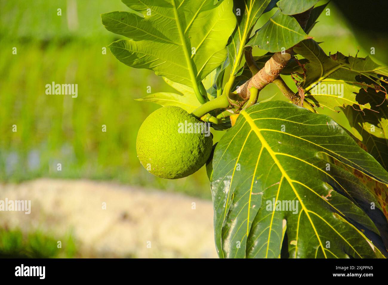 Fruit à pain vert encore sur l'arbre Banque D'Images