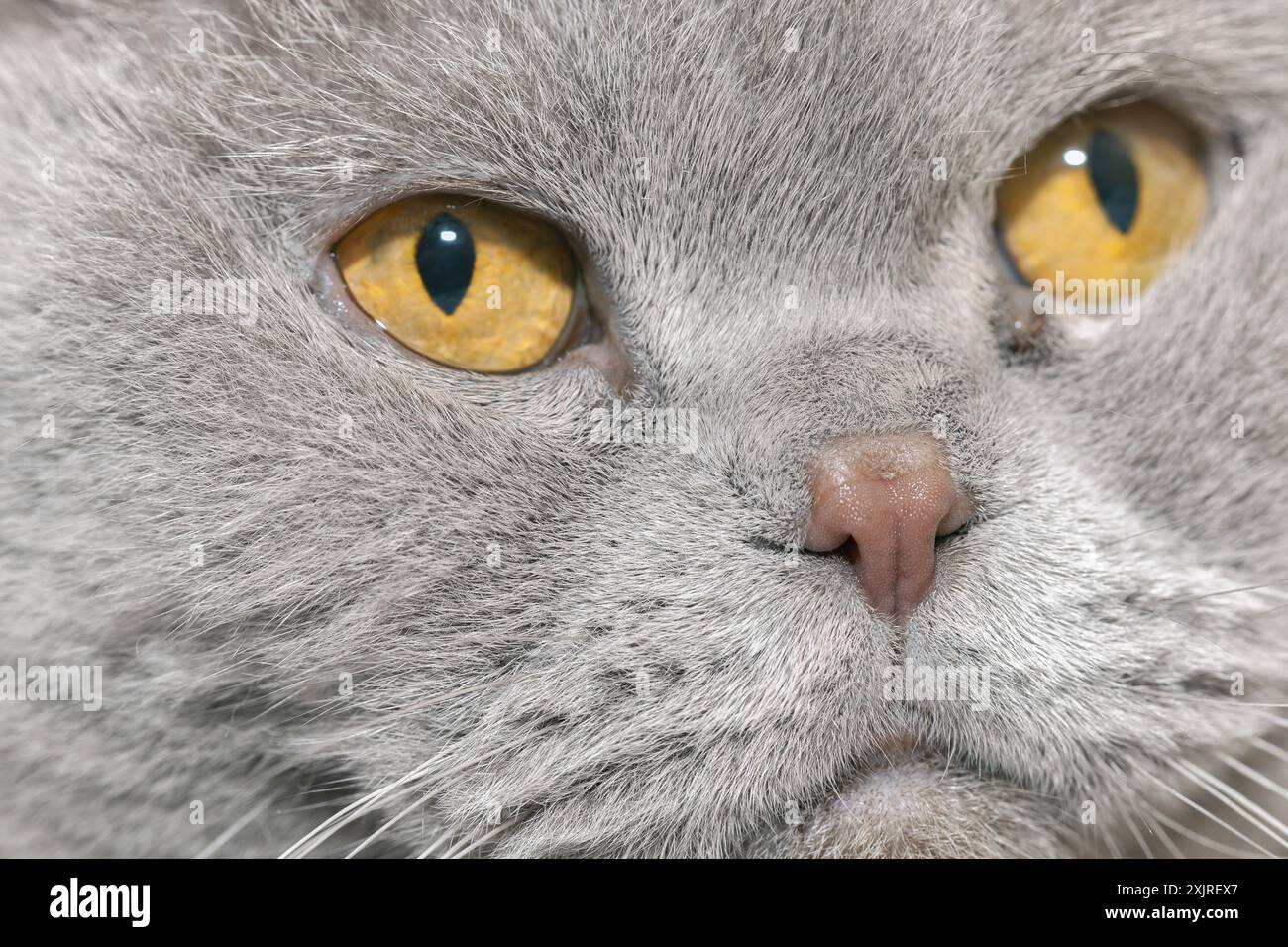 Gros plan sur un chat gris mignon au museau. Scottish Fold Cat. Portrait de chat plié gris écossais Banque D'Images