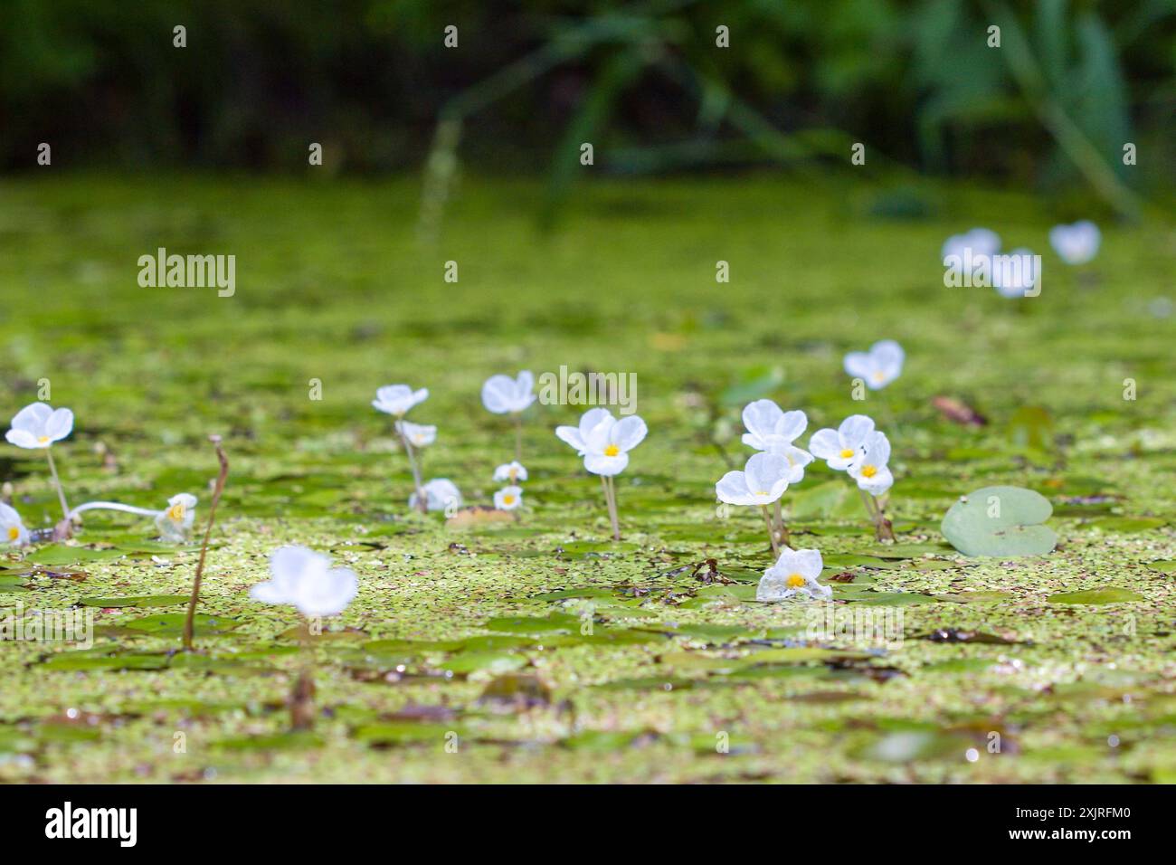 Végétation en floraison à la surface de l'étang de grenouille européenne (Hydrocharis morsus-ranae) Banque D'Images