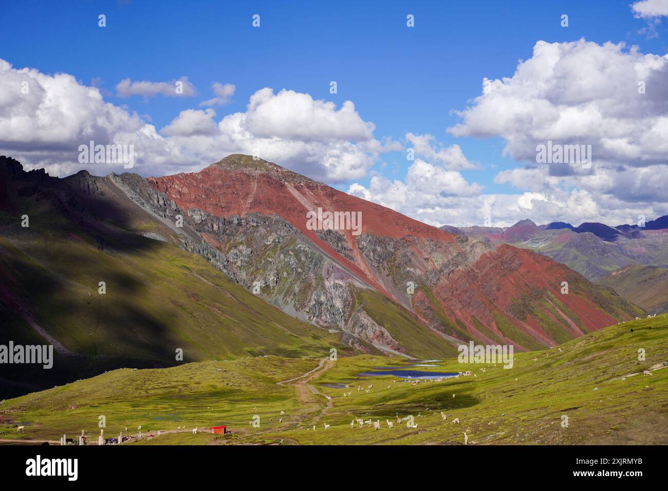 Alpagas pâturant autour de Rainbow Mountain, Cusco, Pérou Banque D'Images