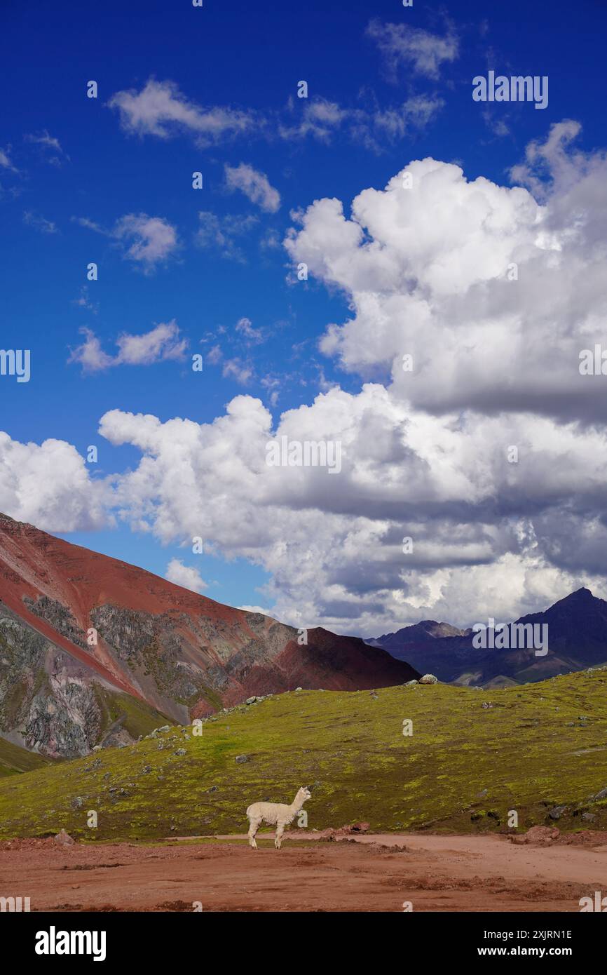 Alpagas pâturant autour de Rainbow Mountain, Cusco, Pérou Banque D'Images