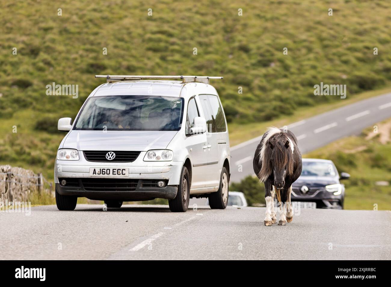 Parc national de Dartmoor, Royaume-Uni. 18 juillet 2024. Une voiture passe soigneusement un poney Dartmoor sur la route B3357 qui traverse le parc national de Dartmoor, devon Banque D'Images