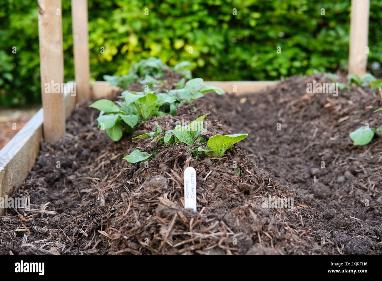 Plants de pomme de terre Charlotte poussant dans un lit de croissance surélevé terrassé dans un jardin de fruits et légumes, Royaume-Uni. Banque D'Images