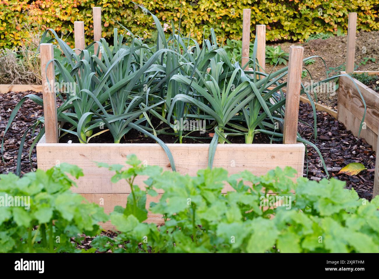 Plants de poireaux poussant dans un lit de croissance surélevé dans un jardin de fruits et légumes, Royaume-Uni. Banque D'Images