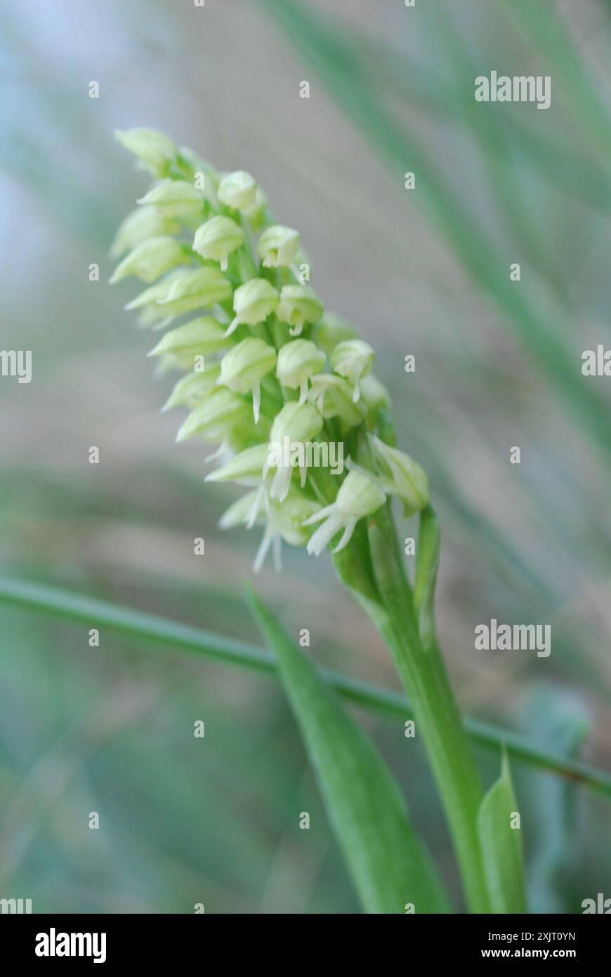 Orchidée à fleurs denses (Neotinea maculata) Plantae Banque D'Images