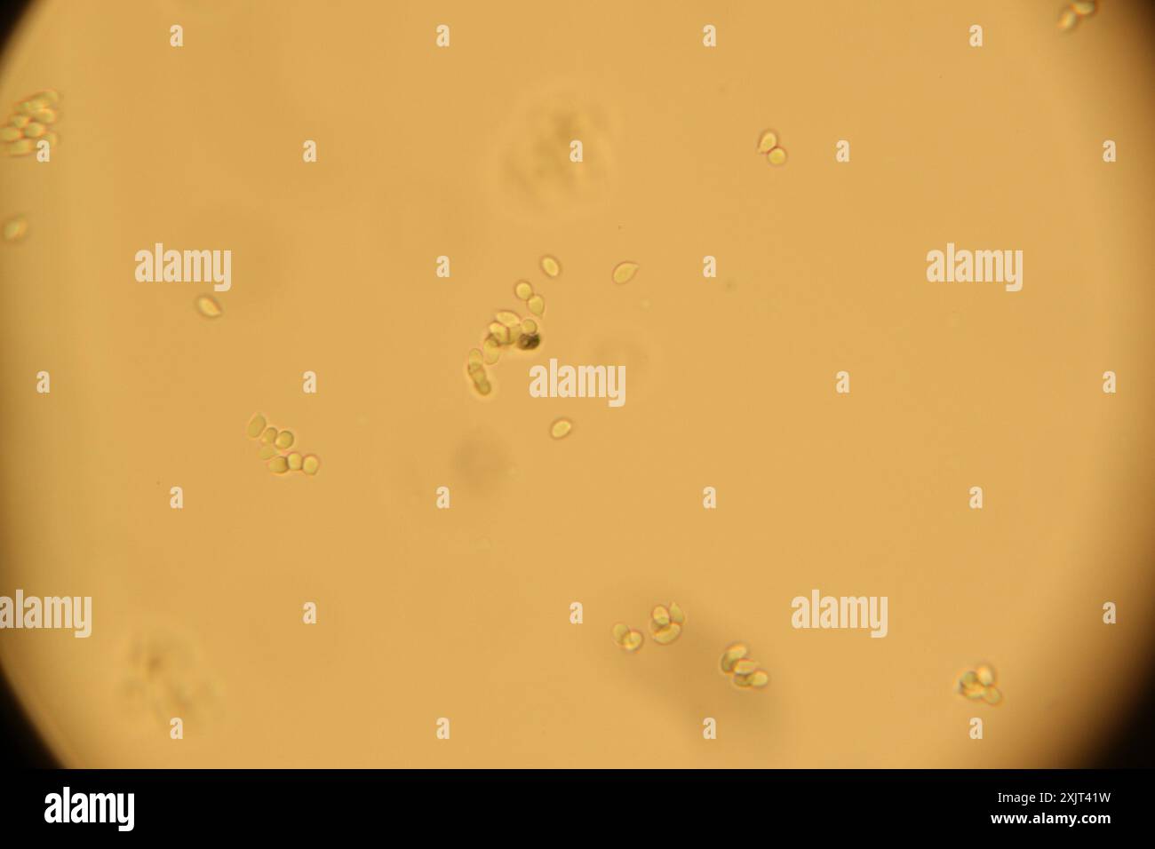 Champignons de la calotte Sprucecone (Strobilurus esculentus) Banque D'Images