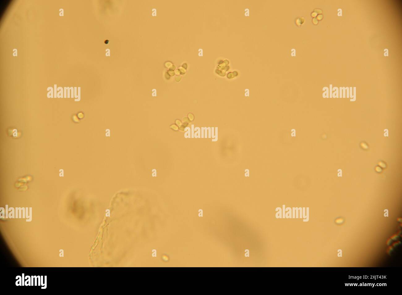 Champignons de la calotte Sprucecone (Strobilurus esculentus) Banque D'Images
