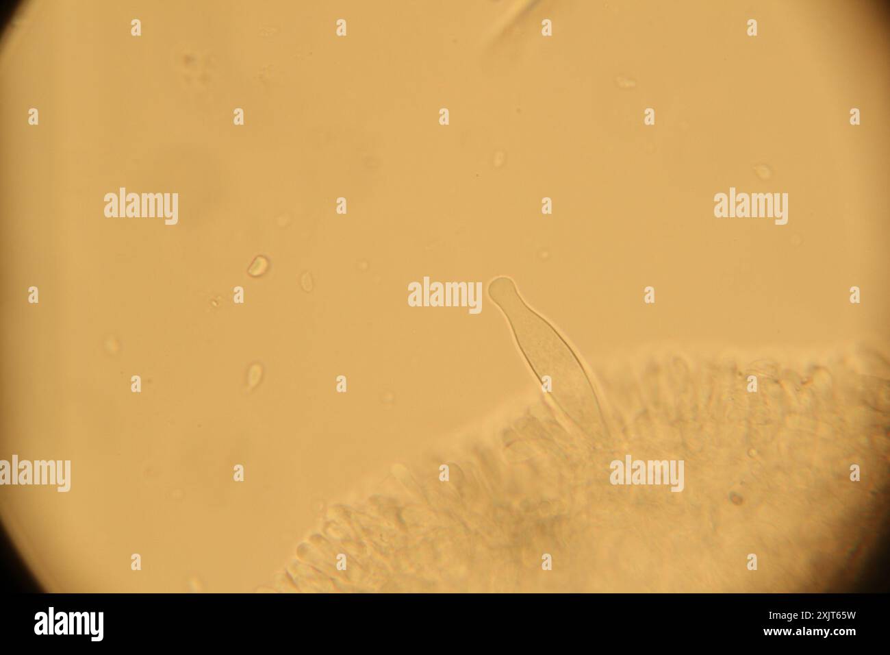 Champignons de la calotte Sprucecone (Strobilurus esculentus) Banque D'Images