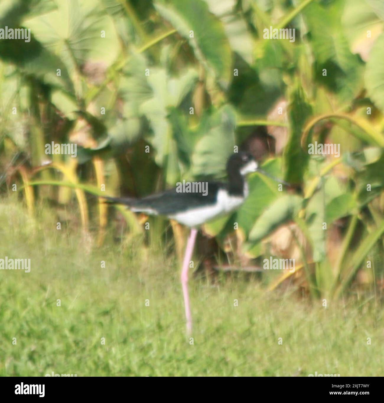 Alevins hawaïens (Himantopus mexicanus knudseni) Aves Banque D'Images