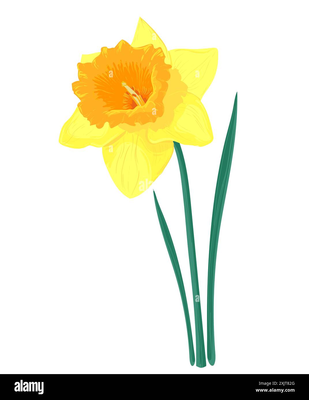 Jonquilles jaunes vectorielles isolées sur un fond blanc. Clip art pour une carte de voeux de vacances lumineuse, affiche, bannière. Fleur de jardin printanier précoce de nar Illustration de Vecteur