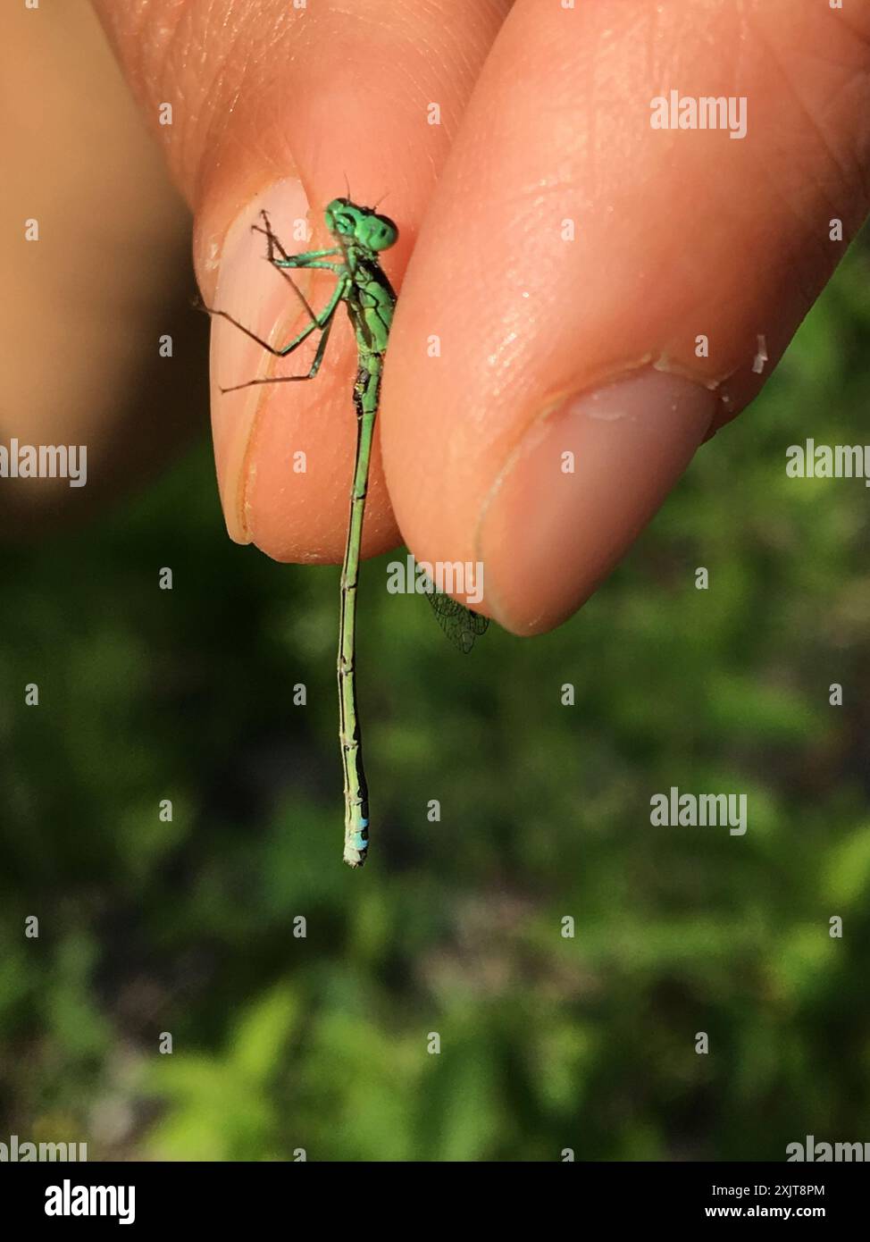 Insecta Eastern Forktail (Ischnura verticalis) Banque D'Images