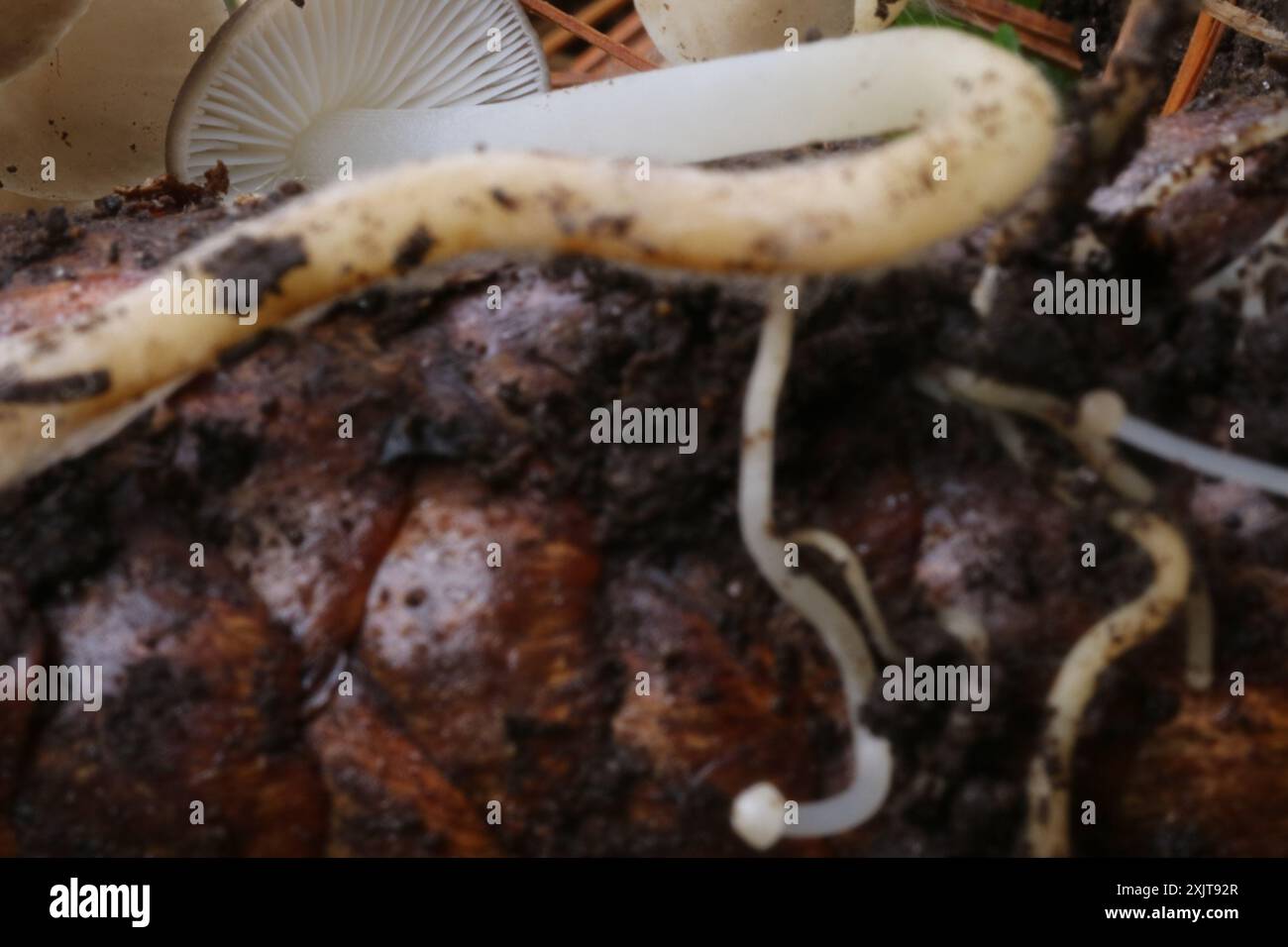 Champignons de la calotte Sprucecone (Strobilurus esculentus) Banque D'Images