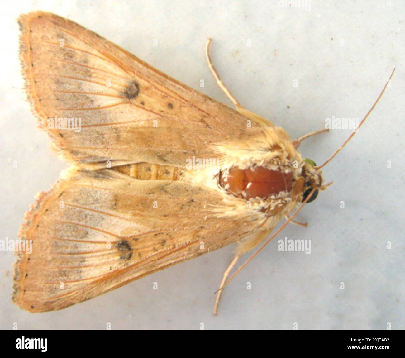 Insecte de la teigne du coton (Helicoverpa armigera) Banque D'Images