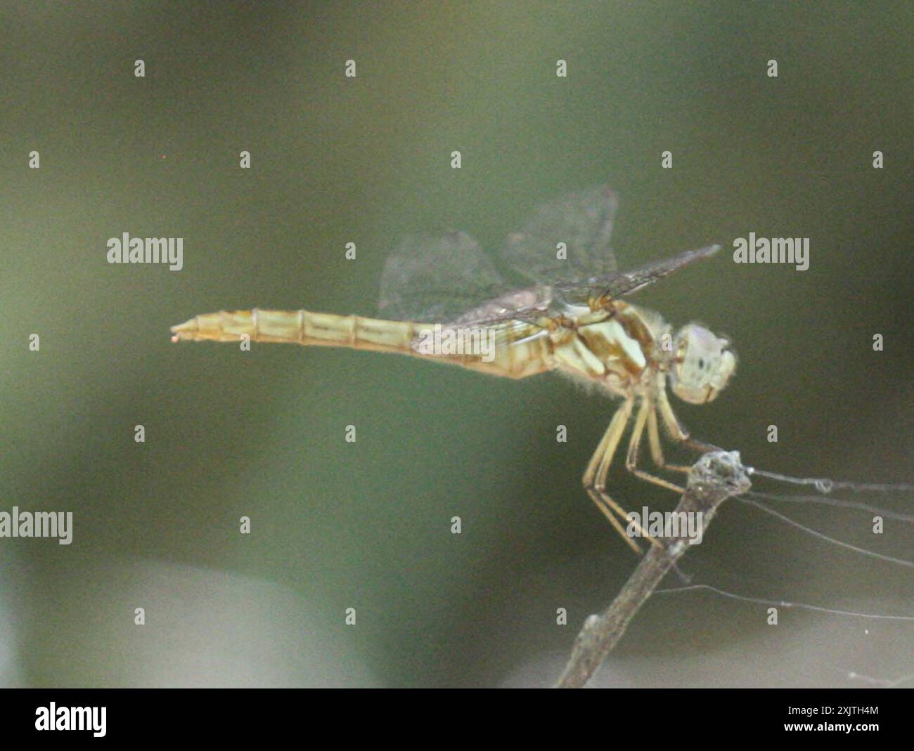 Meadowhawk rayé (Sympetrum pallipes) insecte Banque D'Images