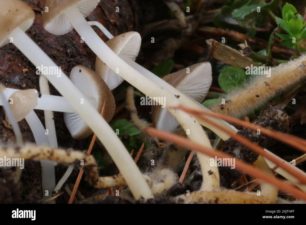 Champignons de la calotte Sprucecone (Strobilurus esculentus) Banque D'Images