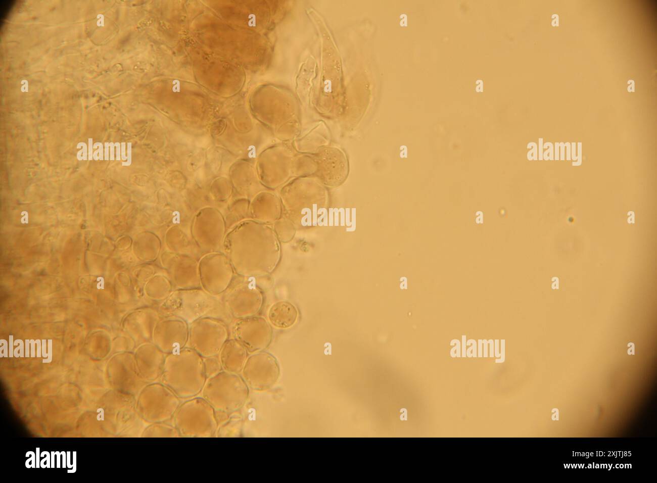 Champignons de la calotte Sprucecone (Strobilurus esculentus) Banque D'Images