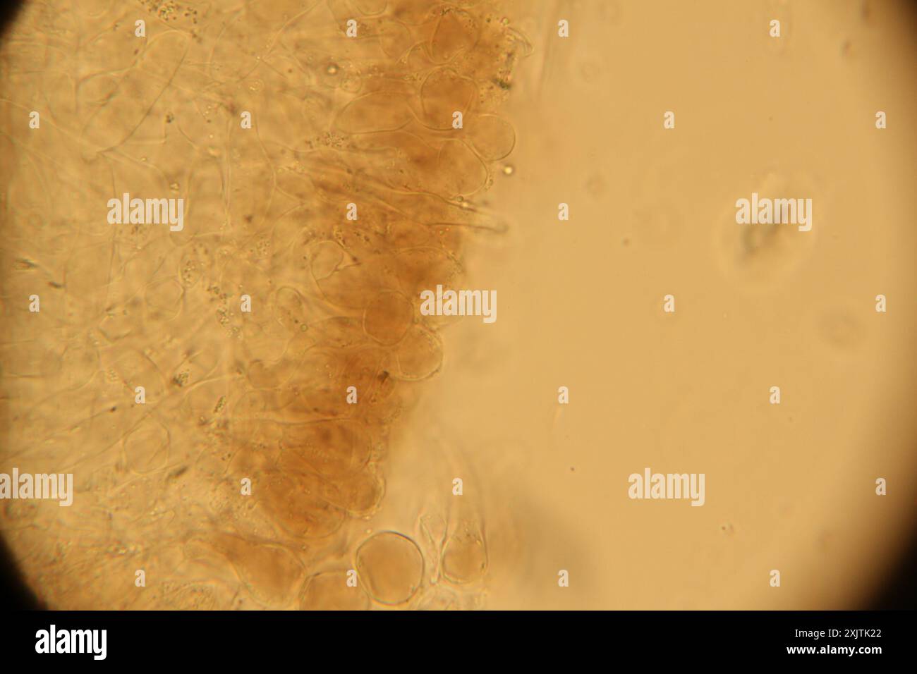 Champignons de la calotte Sprucecone (Strobilurus esculentus) Banque D'Images