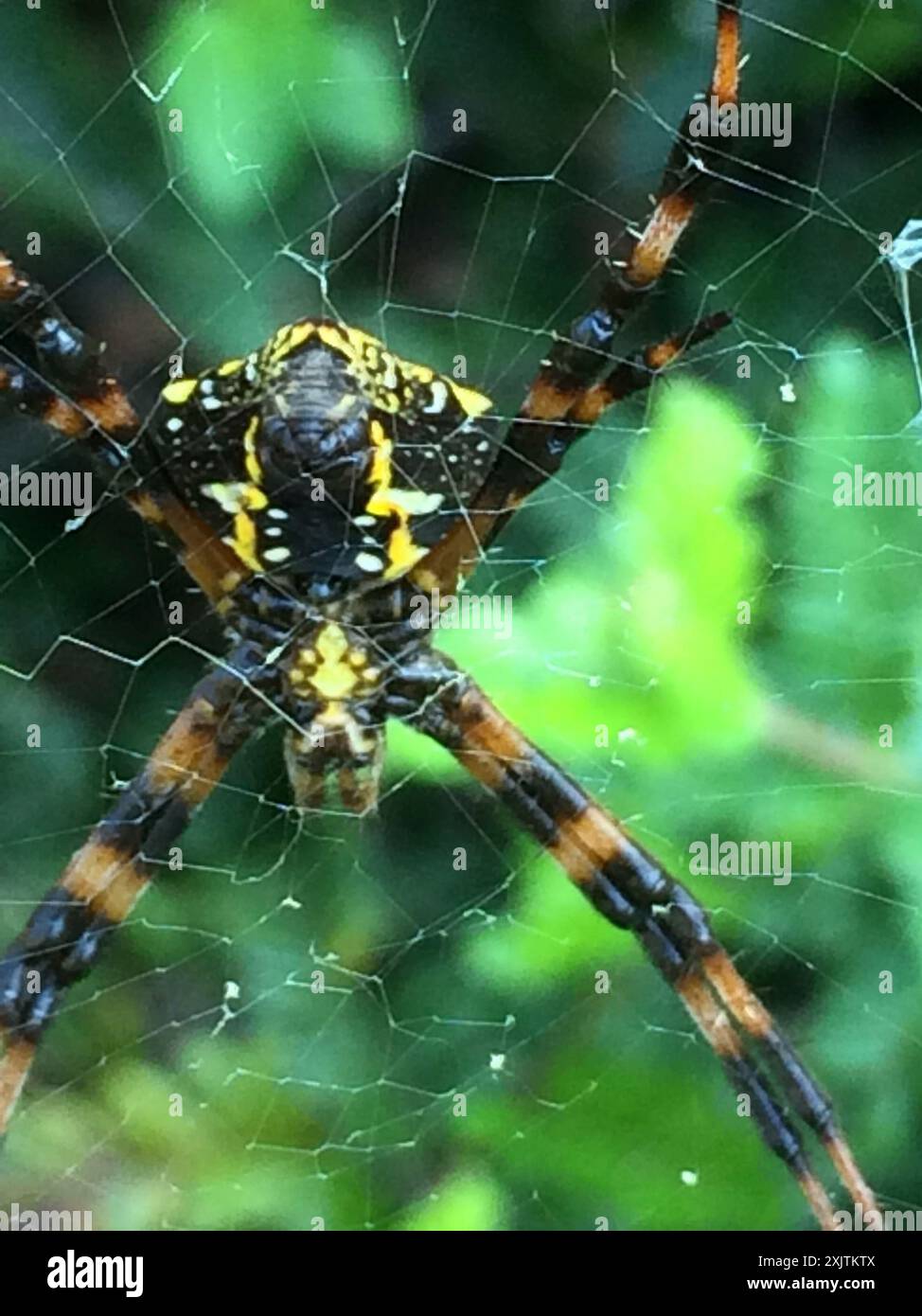 Araignée de jardin hawaïenne (Argiope appensa) Arachnida Banque D'Images