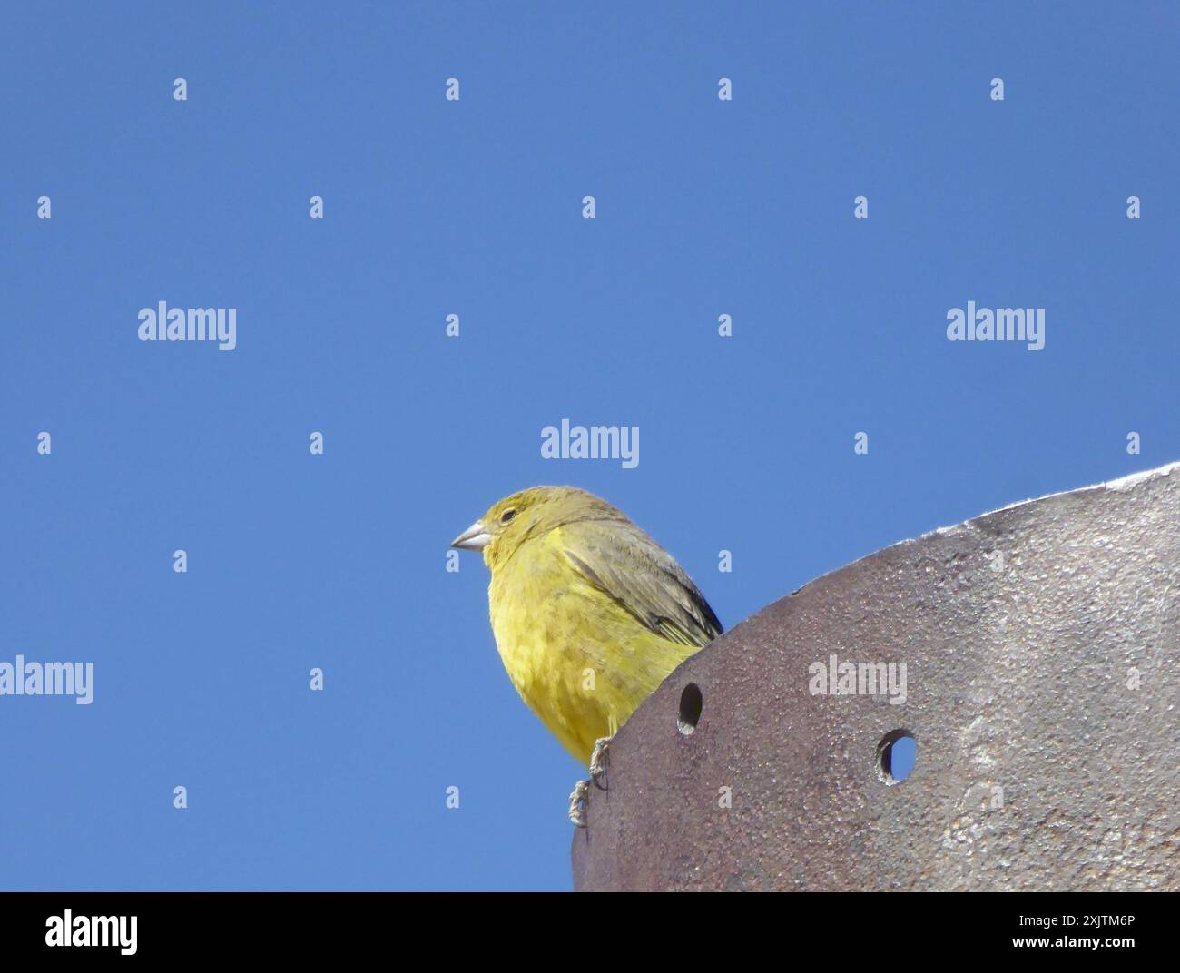 Finish jaune (Sicalis olivascens) Aves Banque D'Images