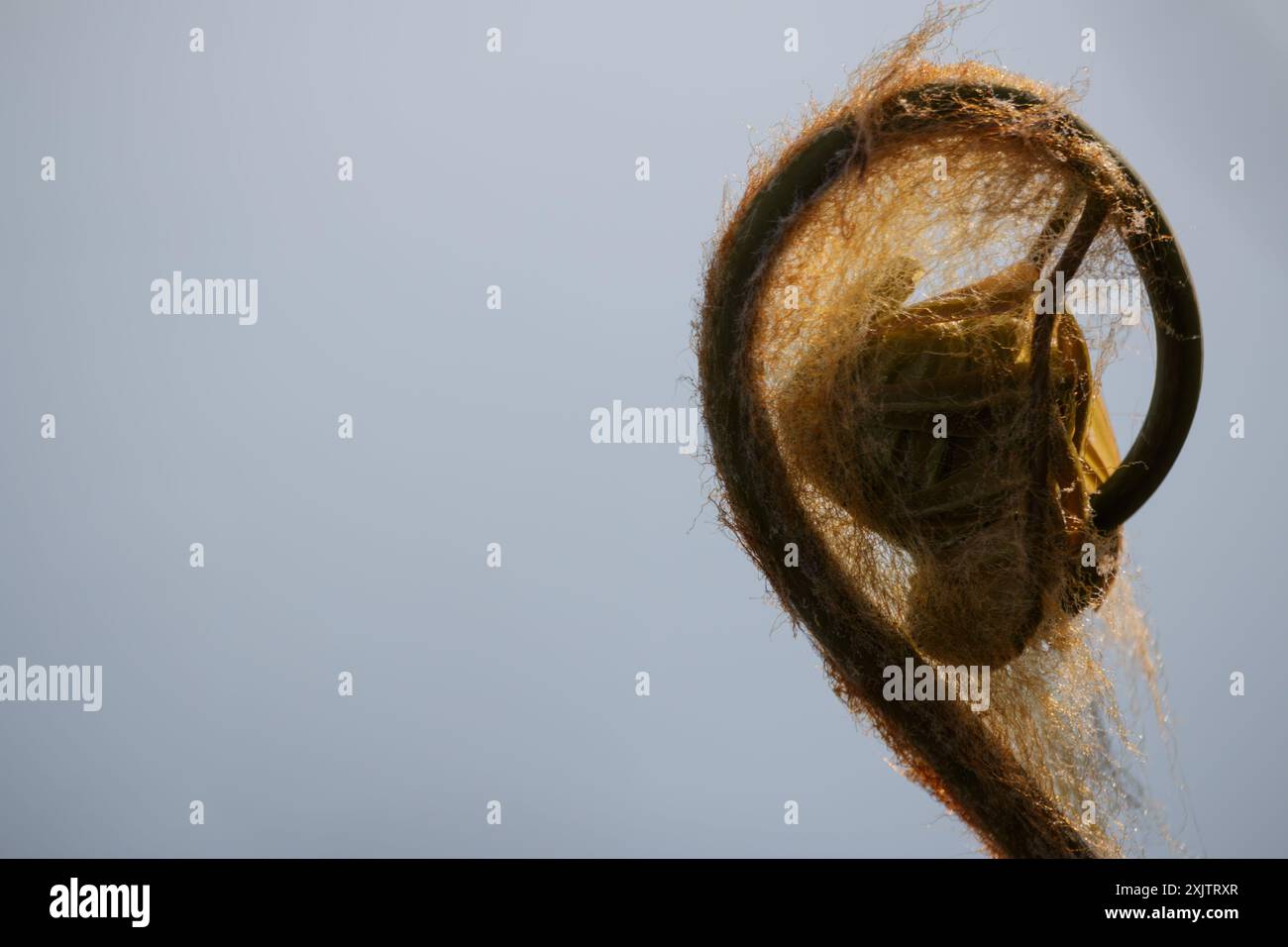 Nouvelle fronde de feuille de fougère se déployant au printemps Banque D'Images