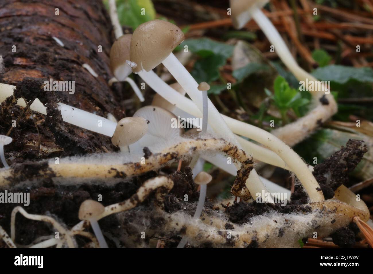 Champignons de la calotte Sprucecone (Strobilurus esculentus) Banque D'Images