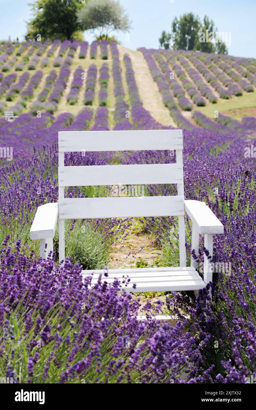 Paysage coloré : chaise blanche dans un champ fleuri de lavande. Banque D'Images