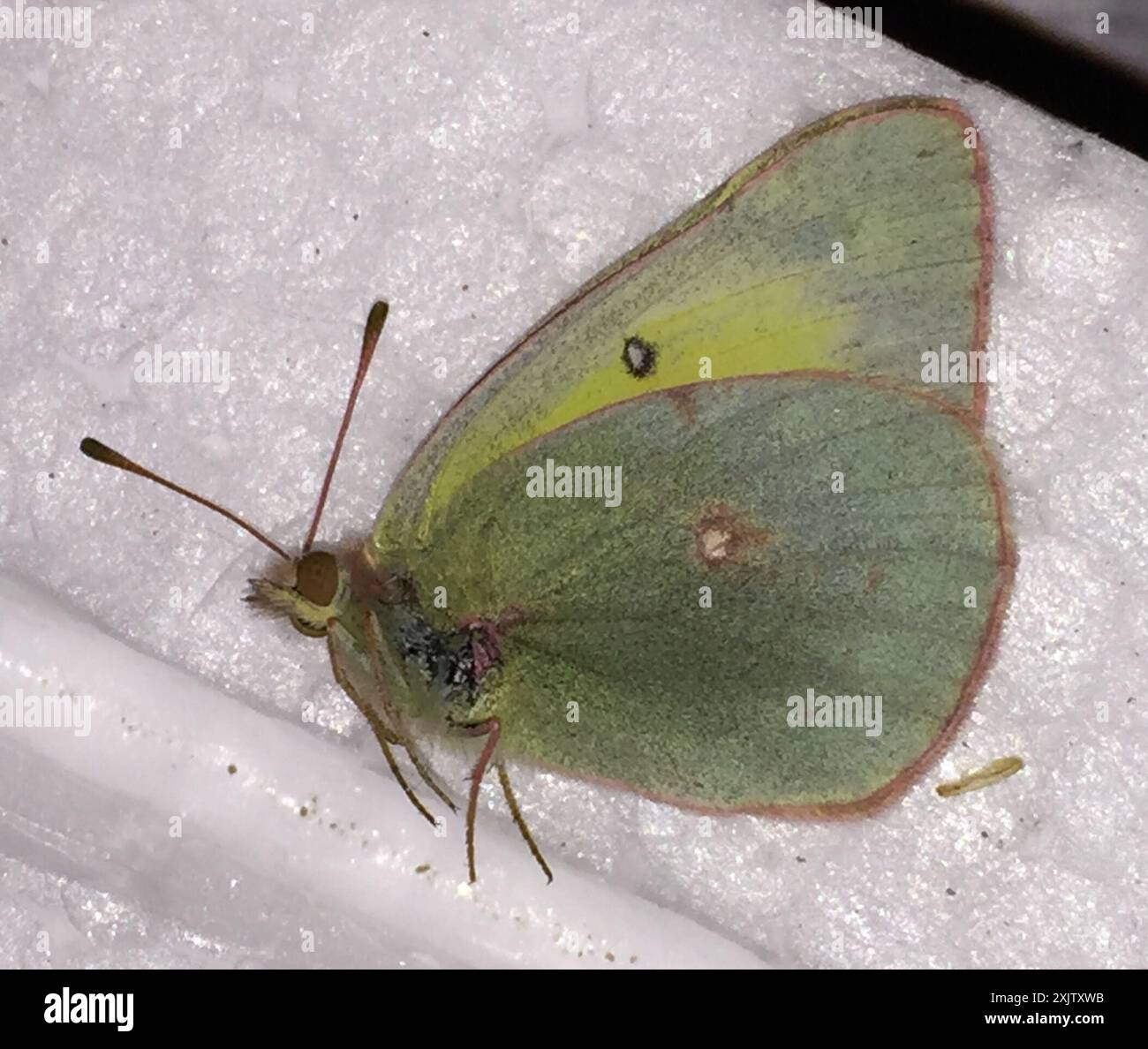 Insecte de soufre trouble (Colias philodice) Banque D'Images