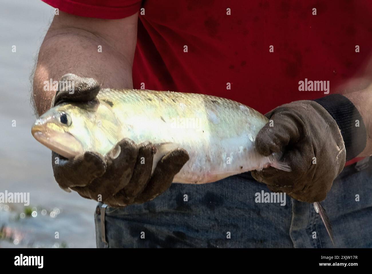 American Shad (Alosa sapidissima) Actinopterygii Banque D'Images