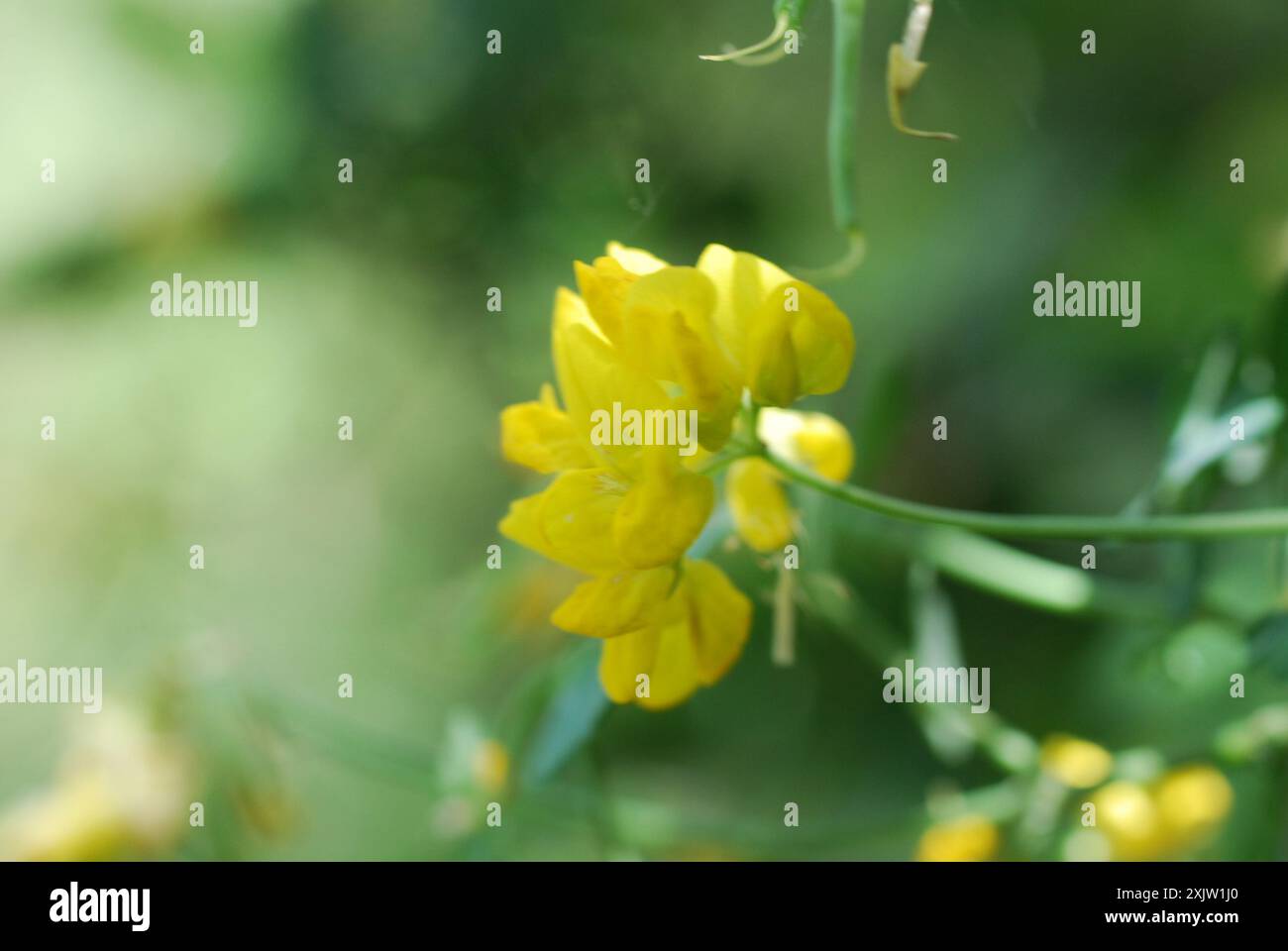 Arbuste Scorpion-Vetch (Coronilla valentina glauca) Plantae Banque D'Images