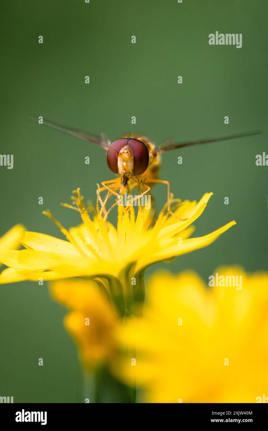 Hoverfly prenez du nectar d'un nipplewort jaune Banque D'Images Hoverfly prenez du nectar d'un nipplewort jaune Banque D'Images