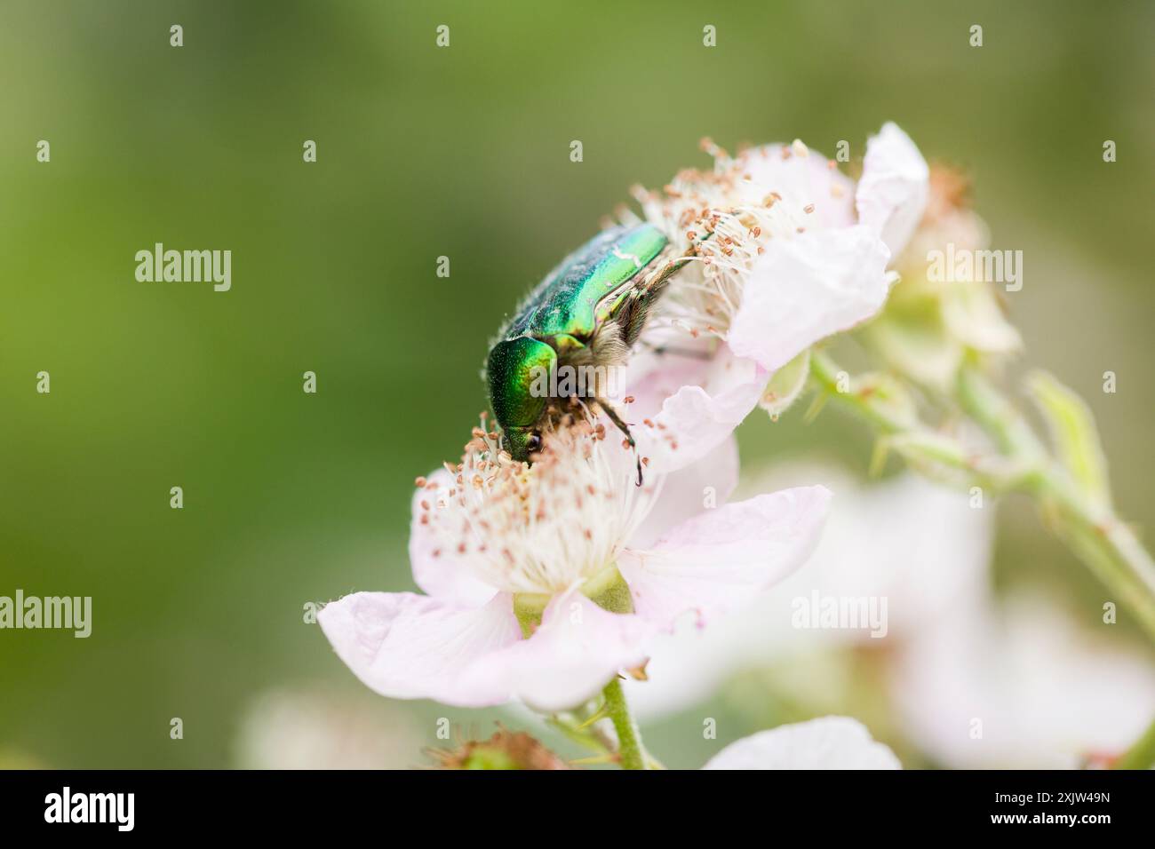 Coléoptère vert buvant du nectar sur une fleur de mûre Banque D'Images Coléoptère vert buvant du nectar sur une fleur de mûre Banque D'Images