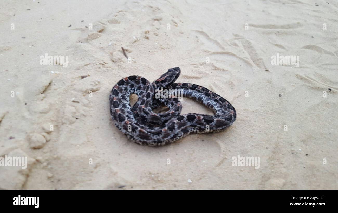 Serpent à sonnette pygmée sombre (Sistrurus miliarius barbouri) Reptilia Banque D'Images