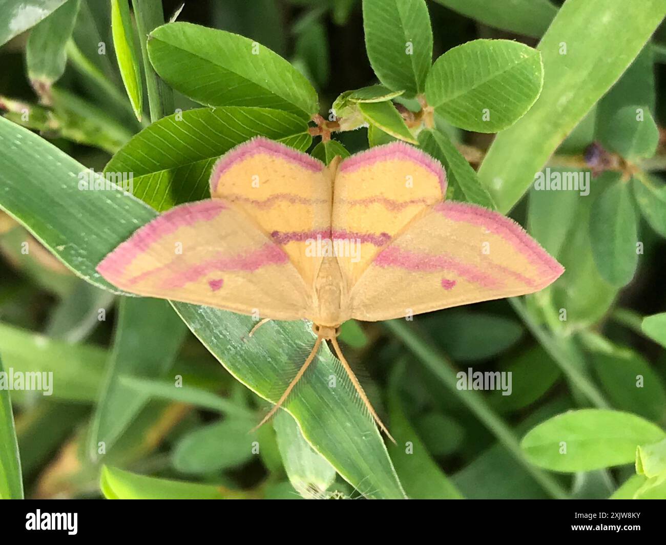 Chiches Geometer Moth (Haematopis grataria) Insecta Banque D'Images