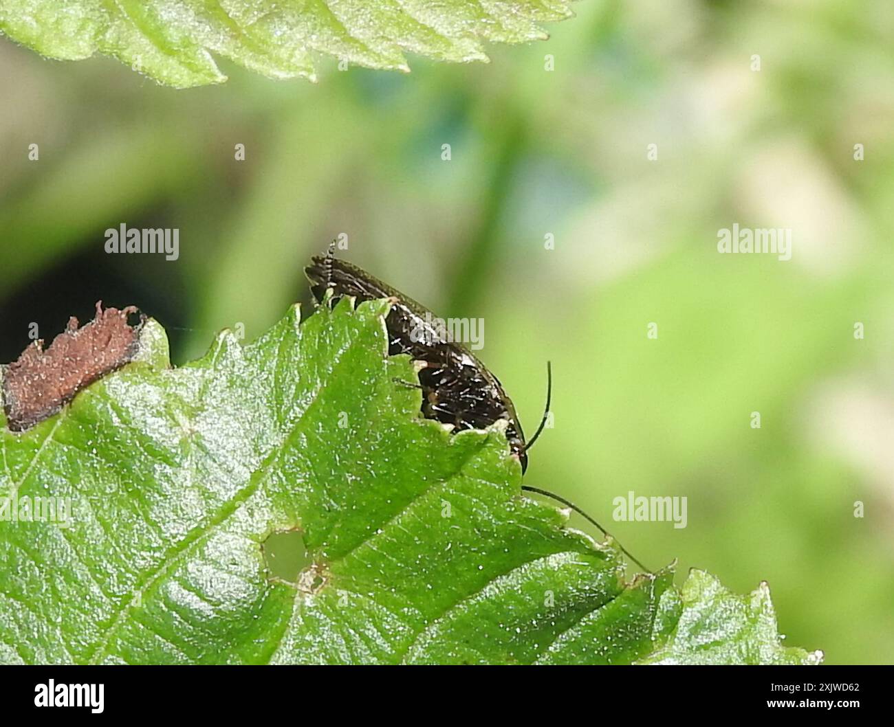 Cafard sombre (Ectobius lapponicus) Insecta Banque D'Images
