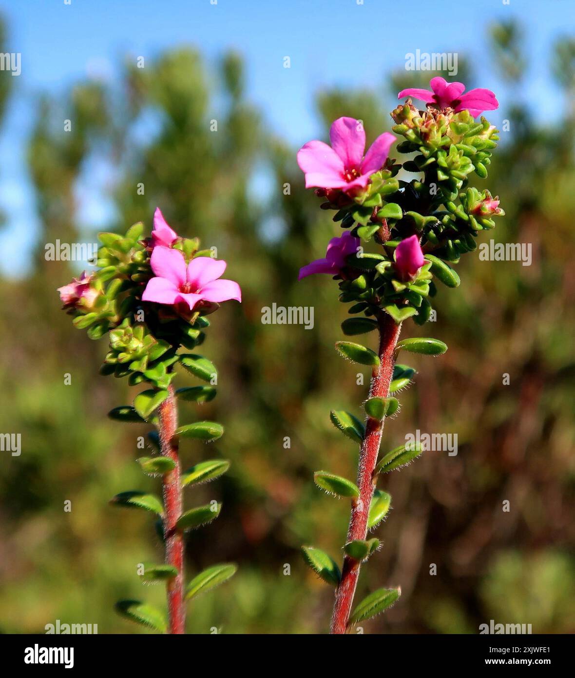 Porcelaine calcaire (Acmadenia heterophylla) Plantae Banque D'Images