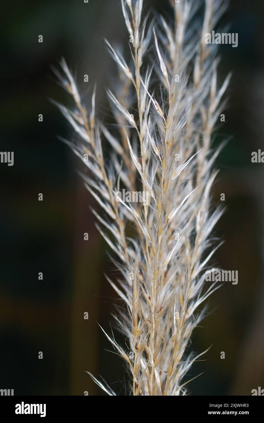 Herbe argentée japonaise (Miscanthus sacchariflorus) Plantae Banque D'Images