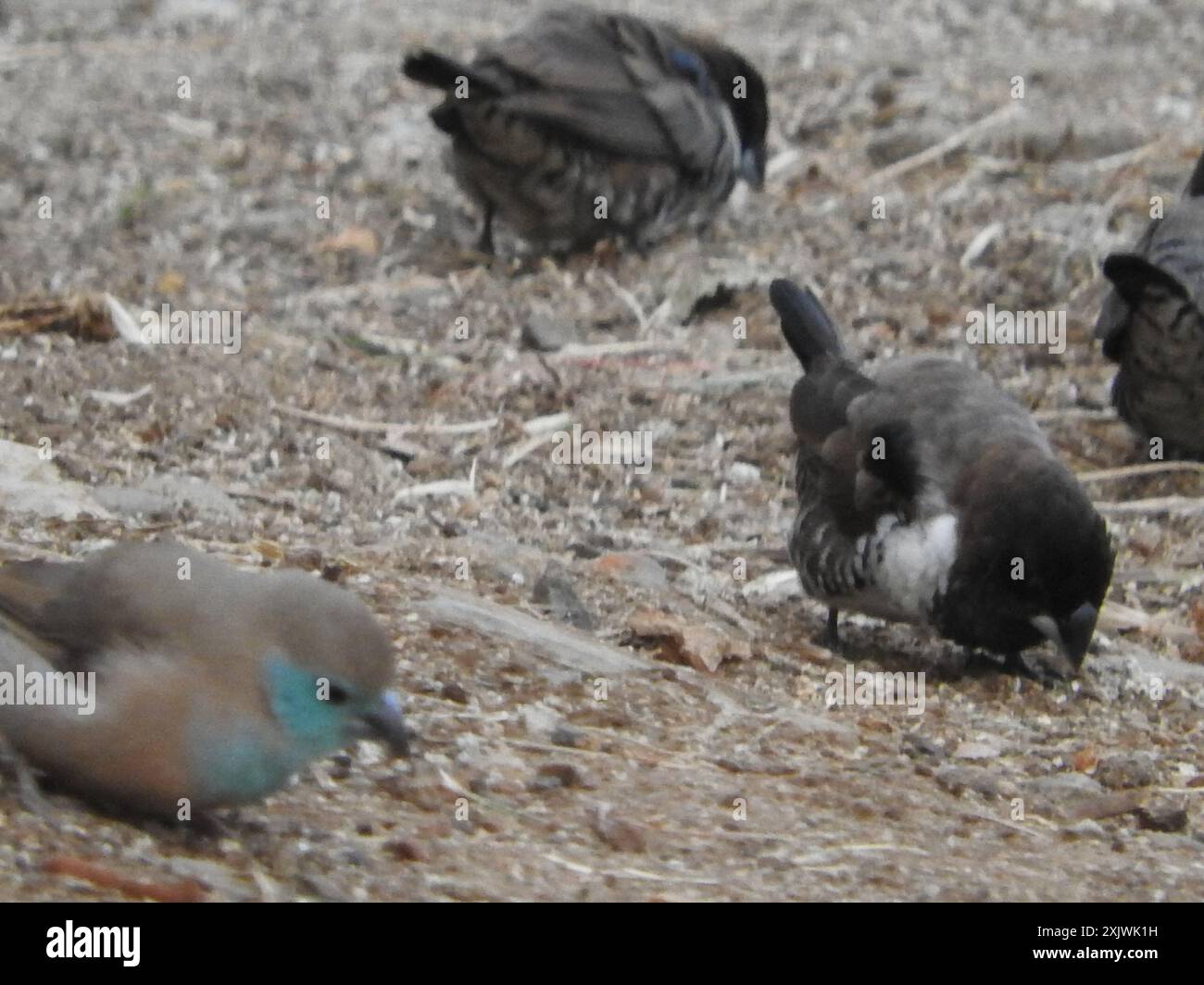 Mannikin en bronze (Spermestes cucullata) Aves Banque D'Images