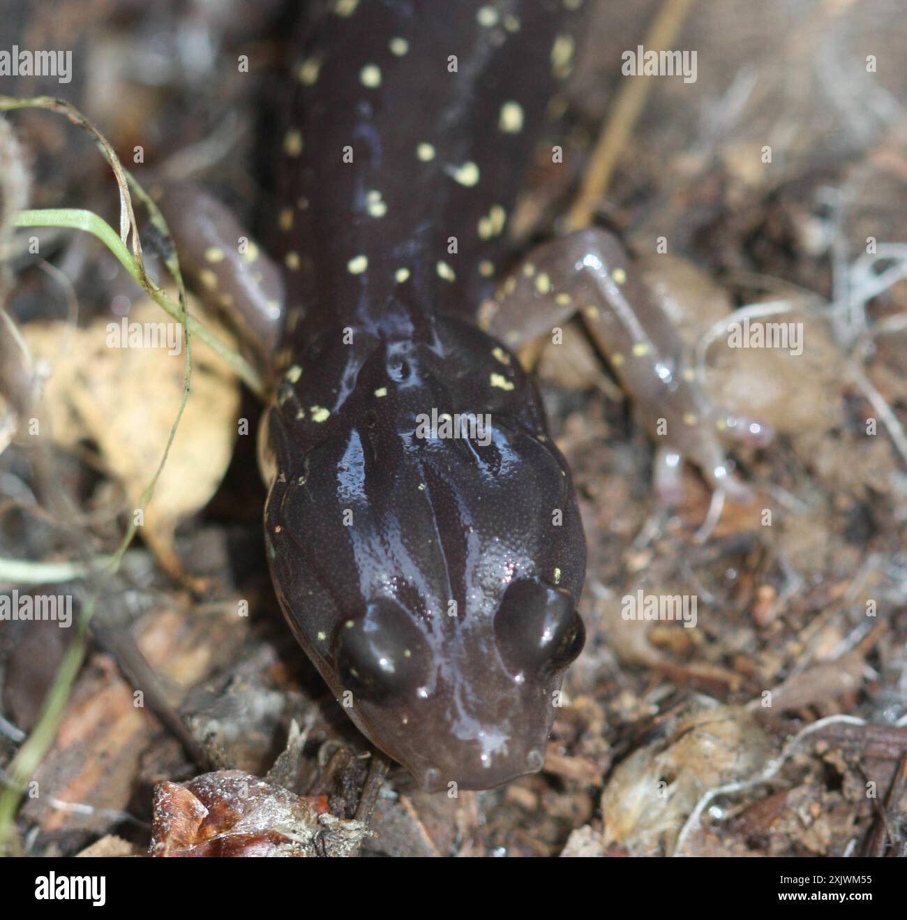 Salamandre arboricole (Aneides lugubris) amphibiens Banque D'Images