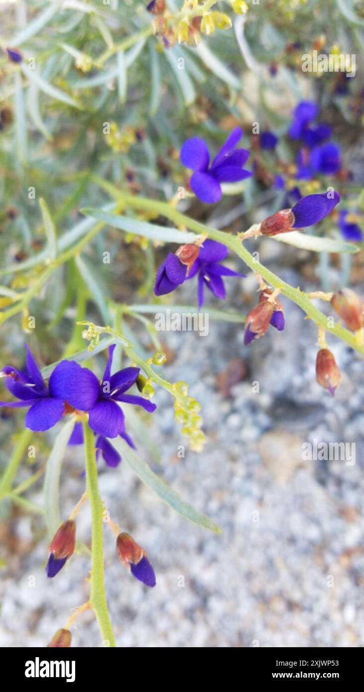 Indigobush (Psorothamnus schottii) Plantae de Schott Banque D'Images