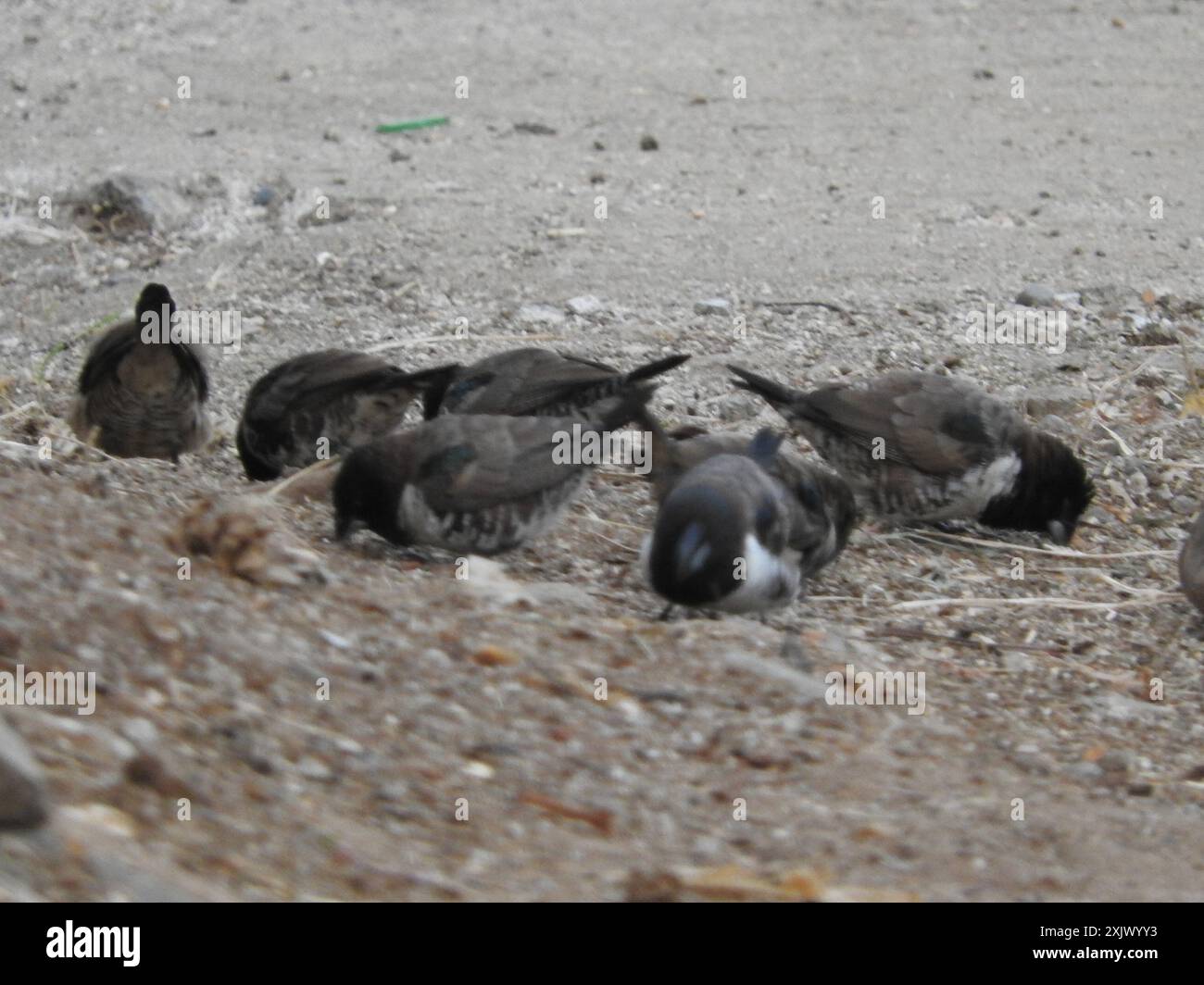 Mannikin en bronze (Spermestes cucullata) Aves Banque D'Images