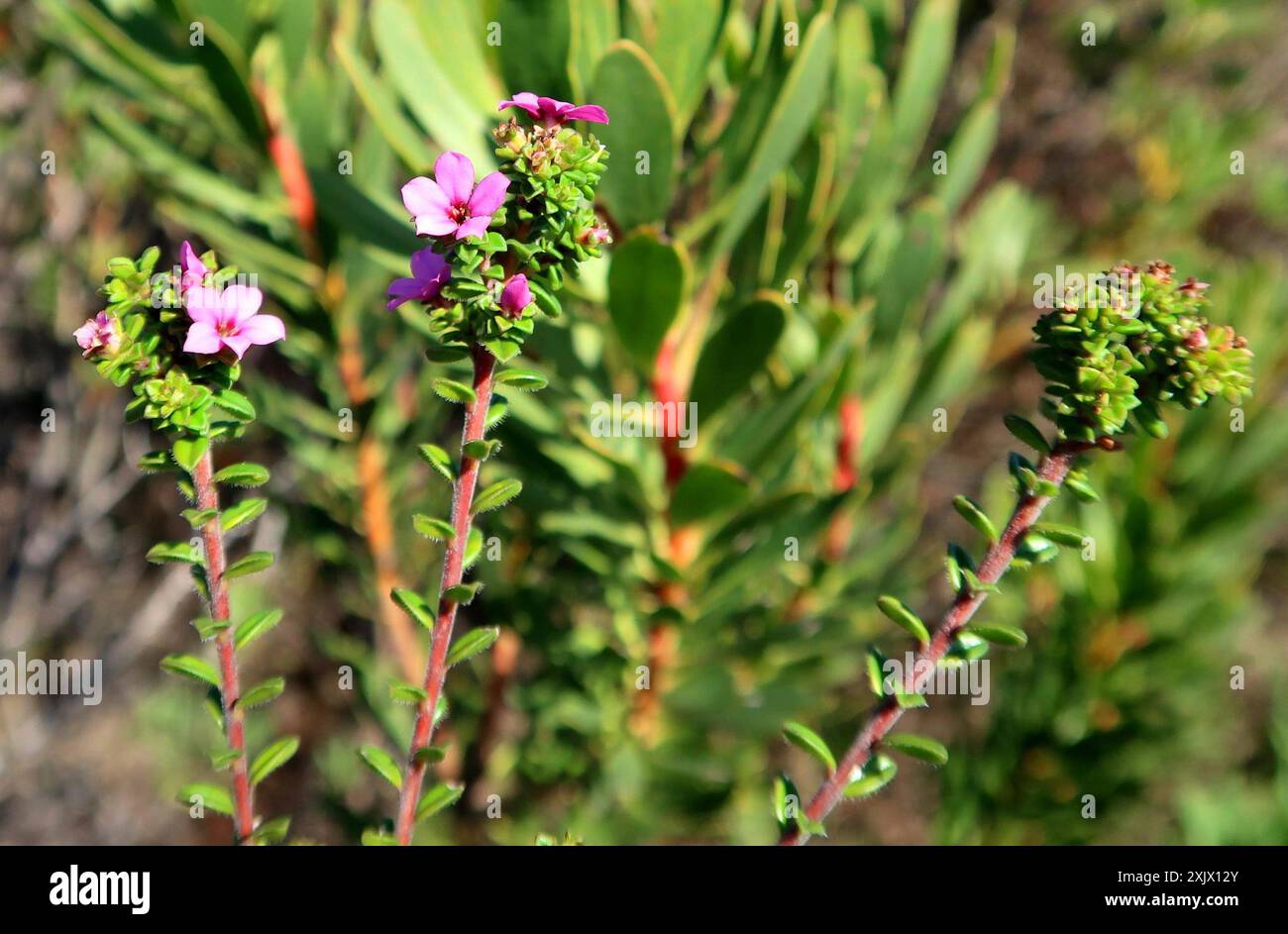 Porcelaine calcaire (Acmadenia heterophylla) Plantae Banque D'Images