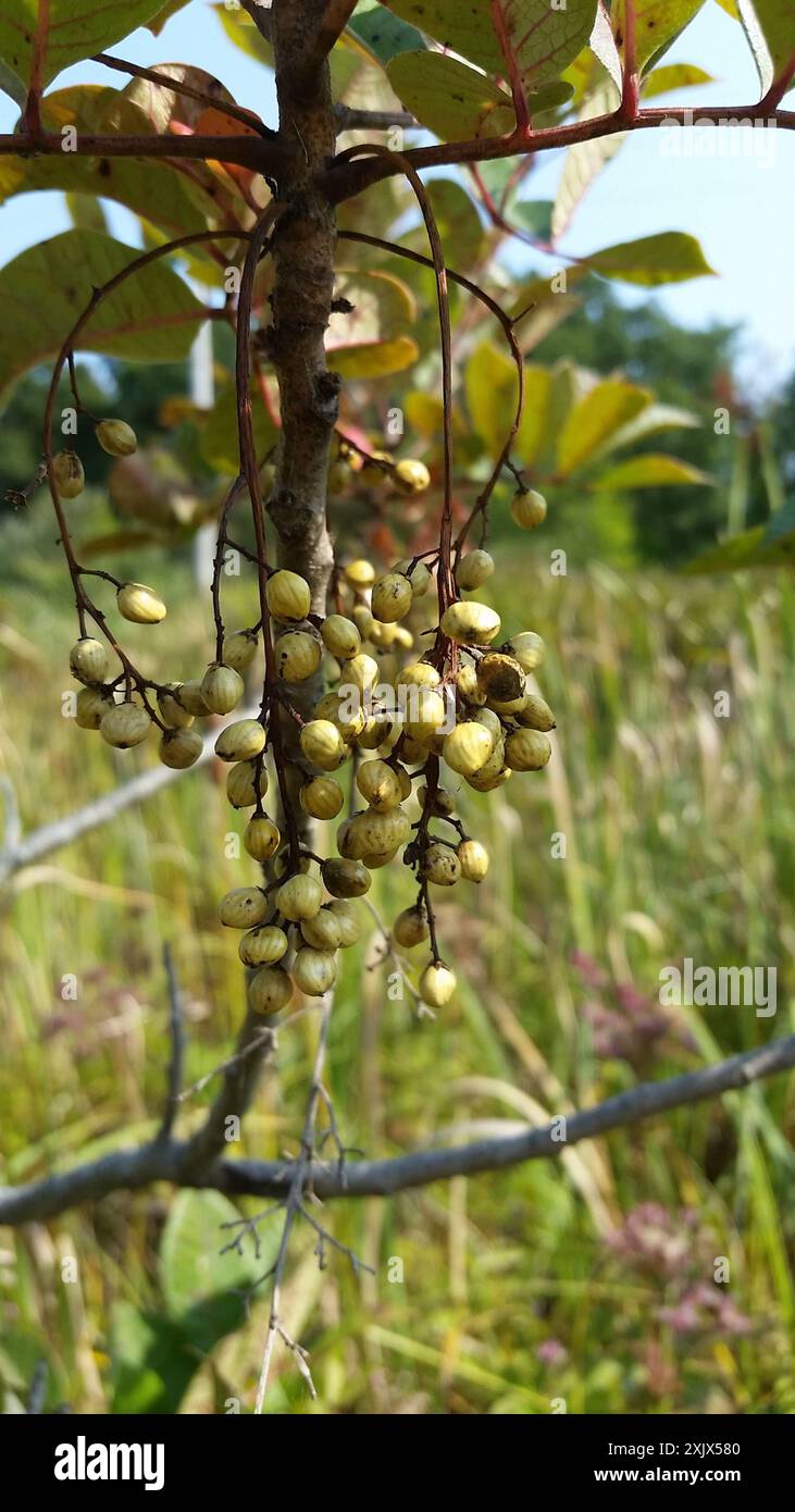 Poison sumac (Toxicodendron vernix) Plantae Banque D'Images