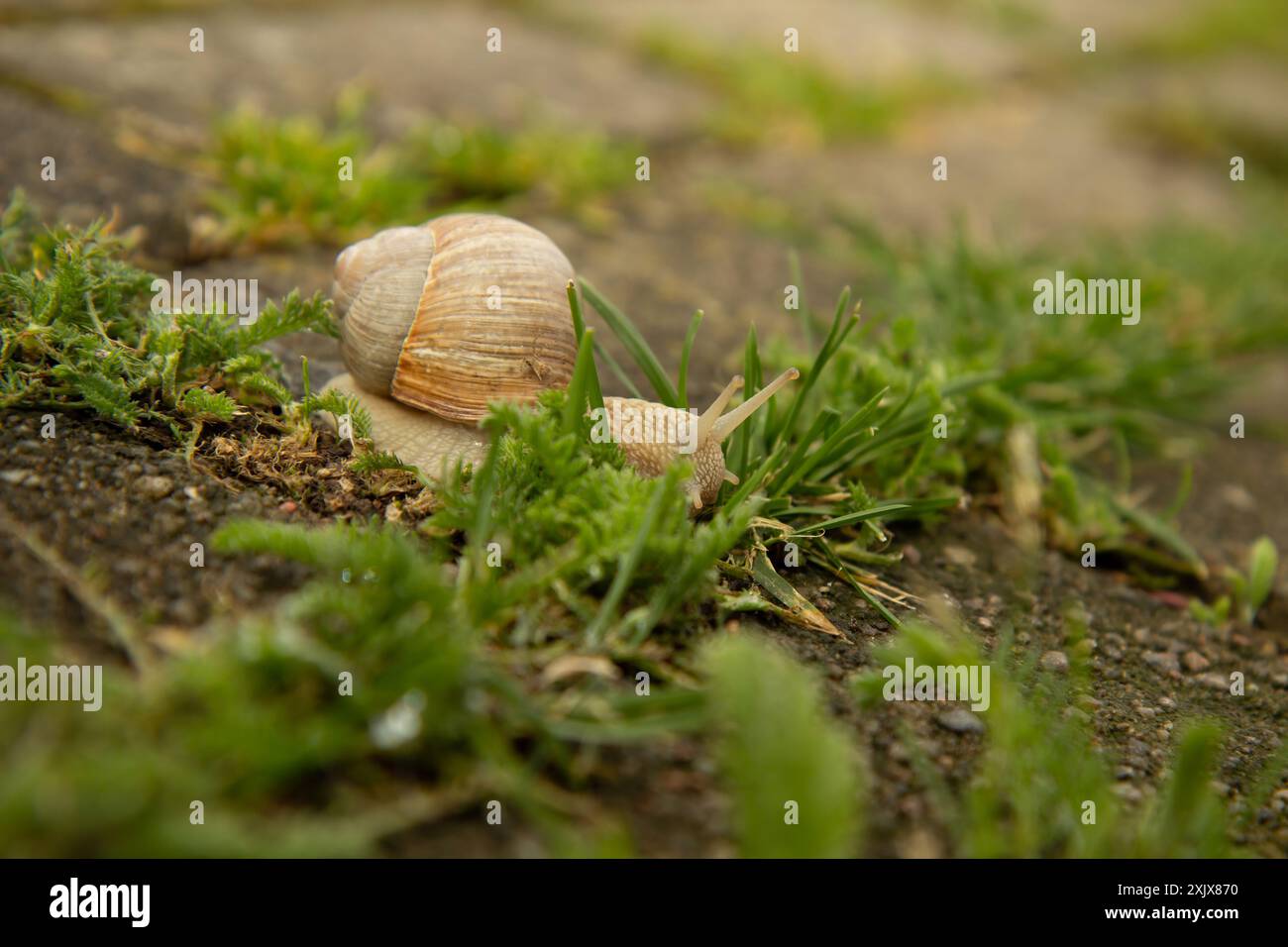 Jardin, l'escargot du raisin mange de l'herbe (Cepaea hortensis, Helix pomatia, escargot bordeaux, escargot comestible), escargots. Habitat. Gros plan. Macro Banque D'Images