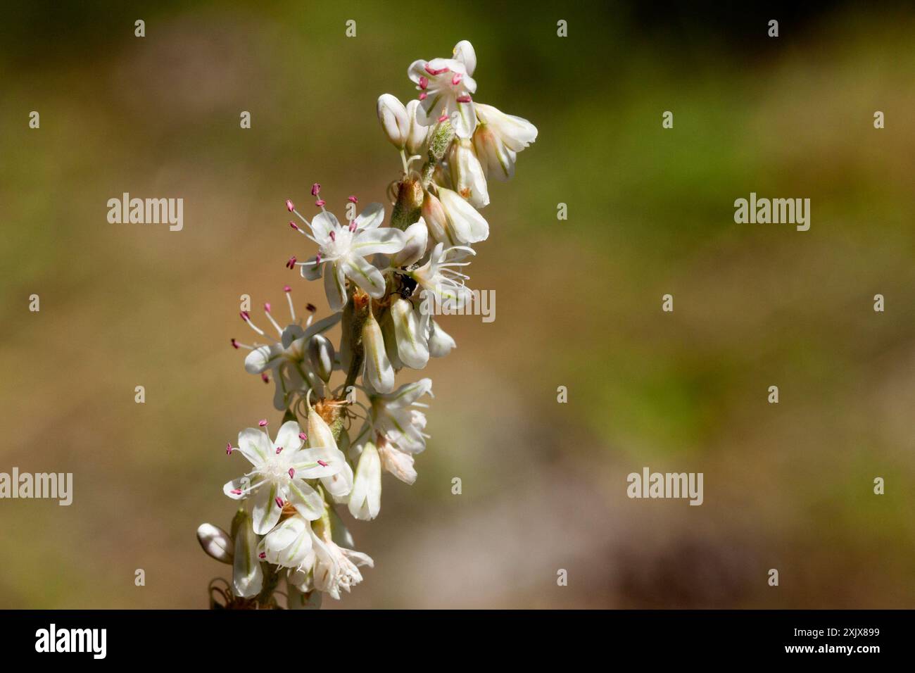 Sarrasin redroot (Eriogonum racemosum) Plantae Banque D'Images