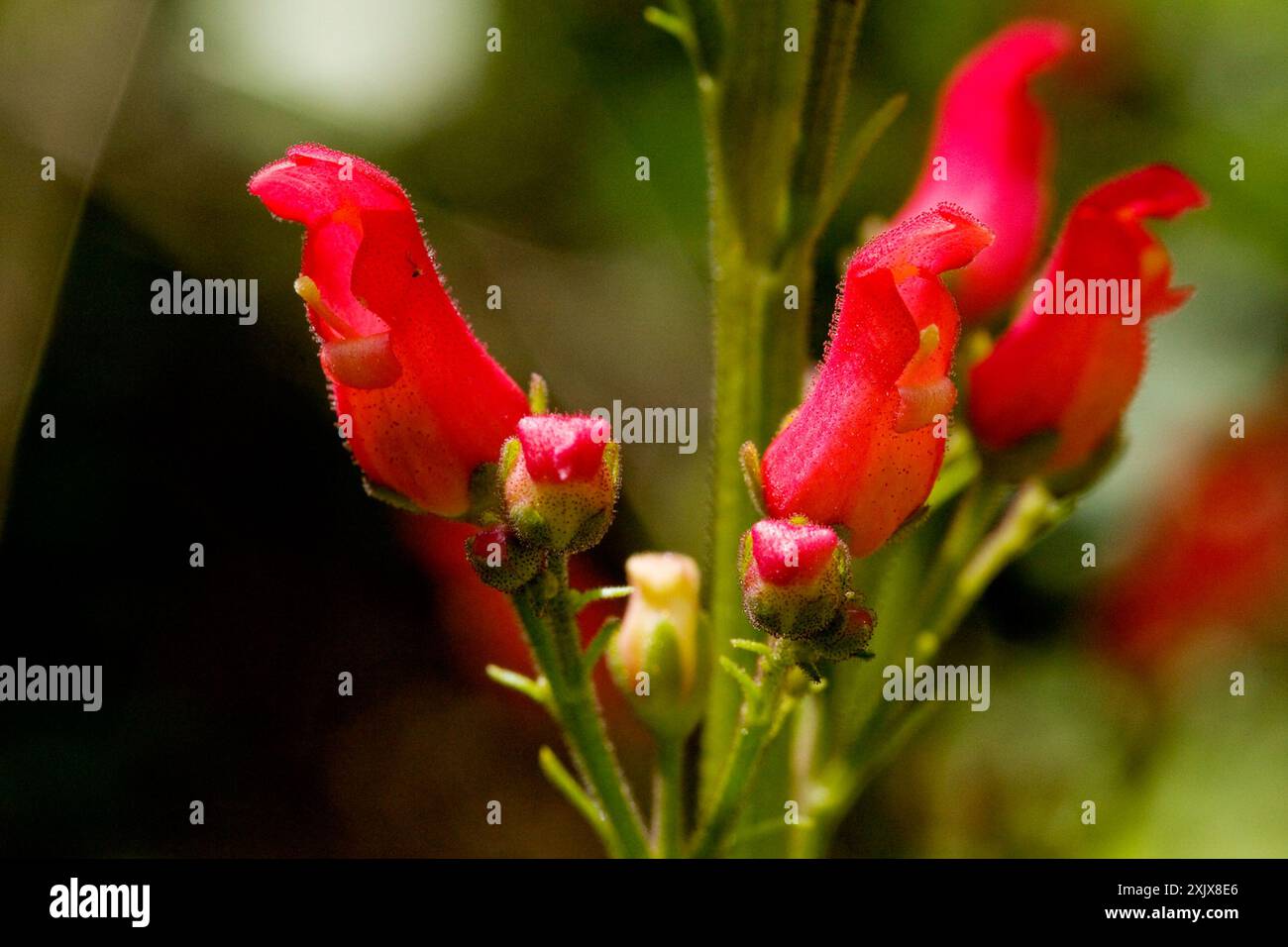 La plante du Nouveau-Mexique (Scrophularia macrantha) Plantae Banque D'Images