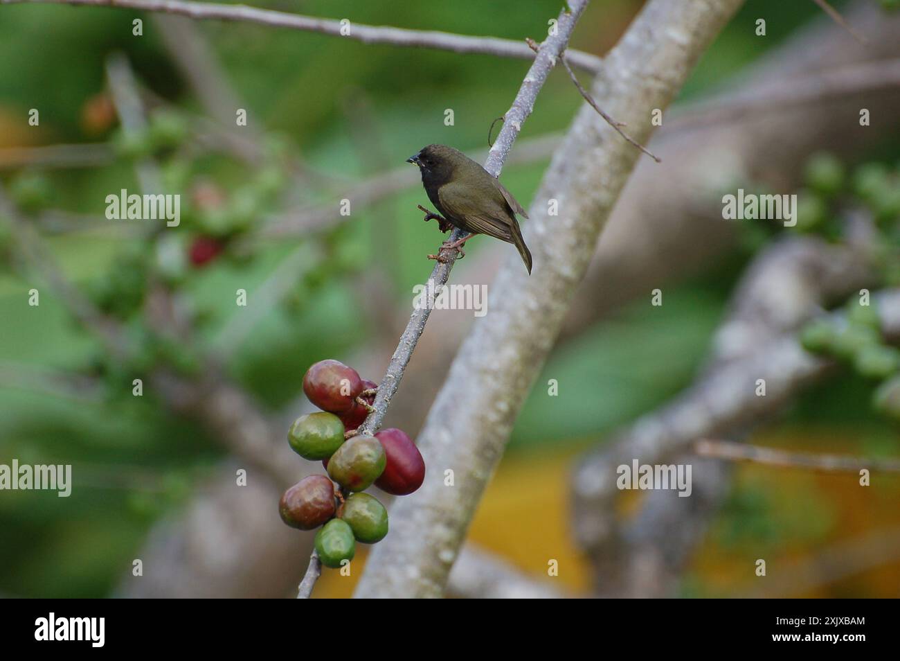 Grassquit (Melanospiza bicolor) Aves Banque D'Images