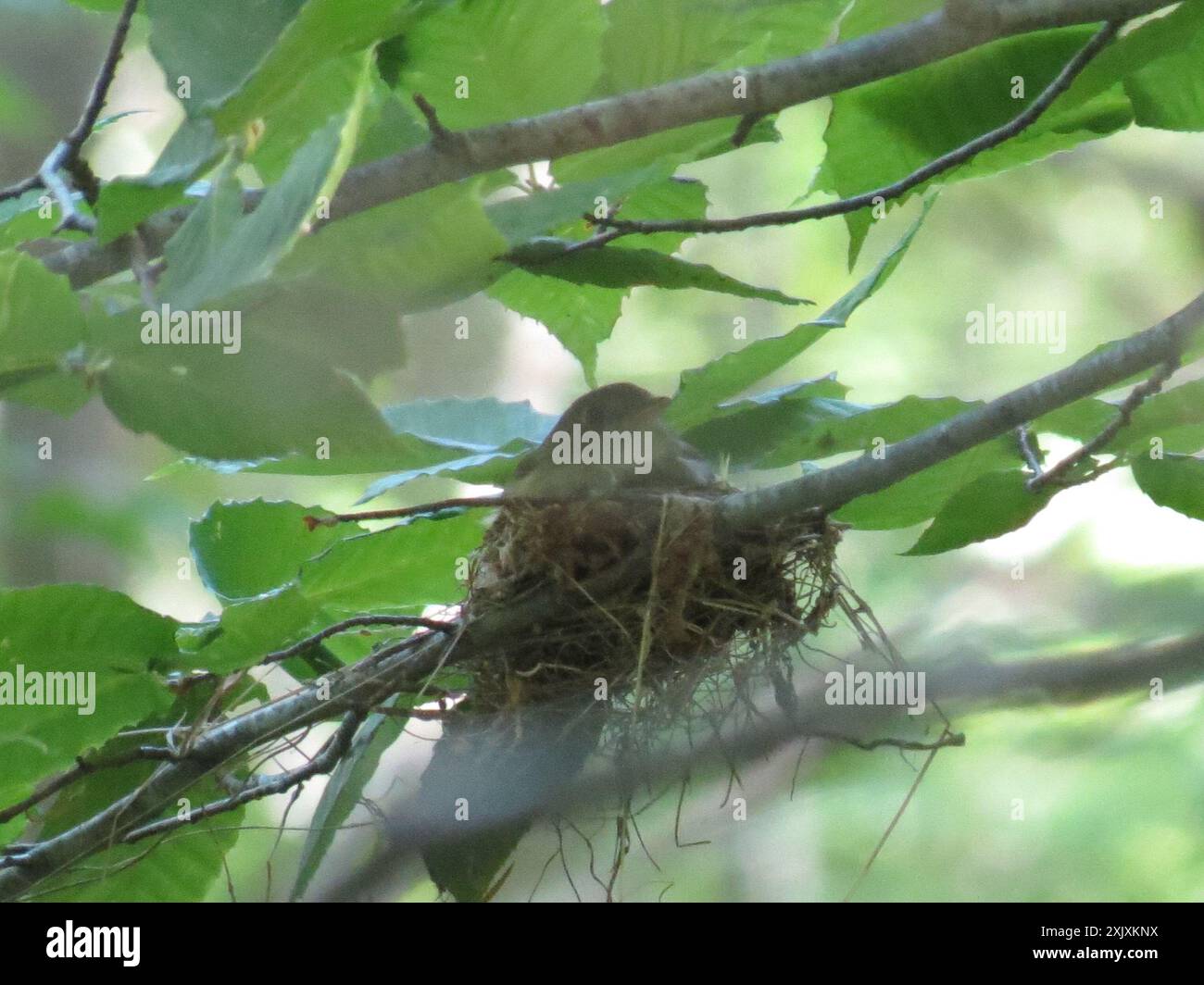 Acadien Flycatcher (Empidonax virescens) Aves Banque D'Images