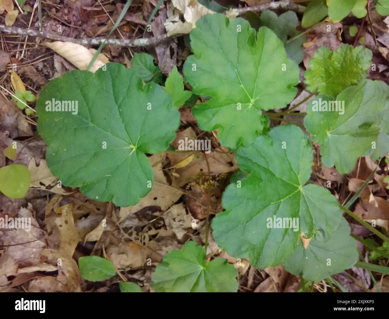 Alumroots (Heuchera) Plantae Banque D'Images