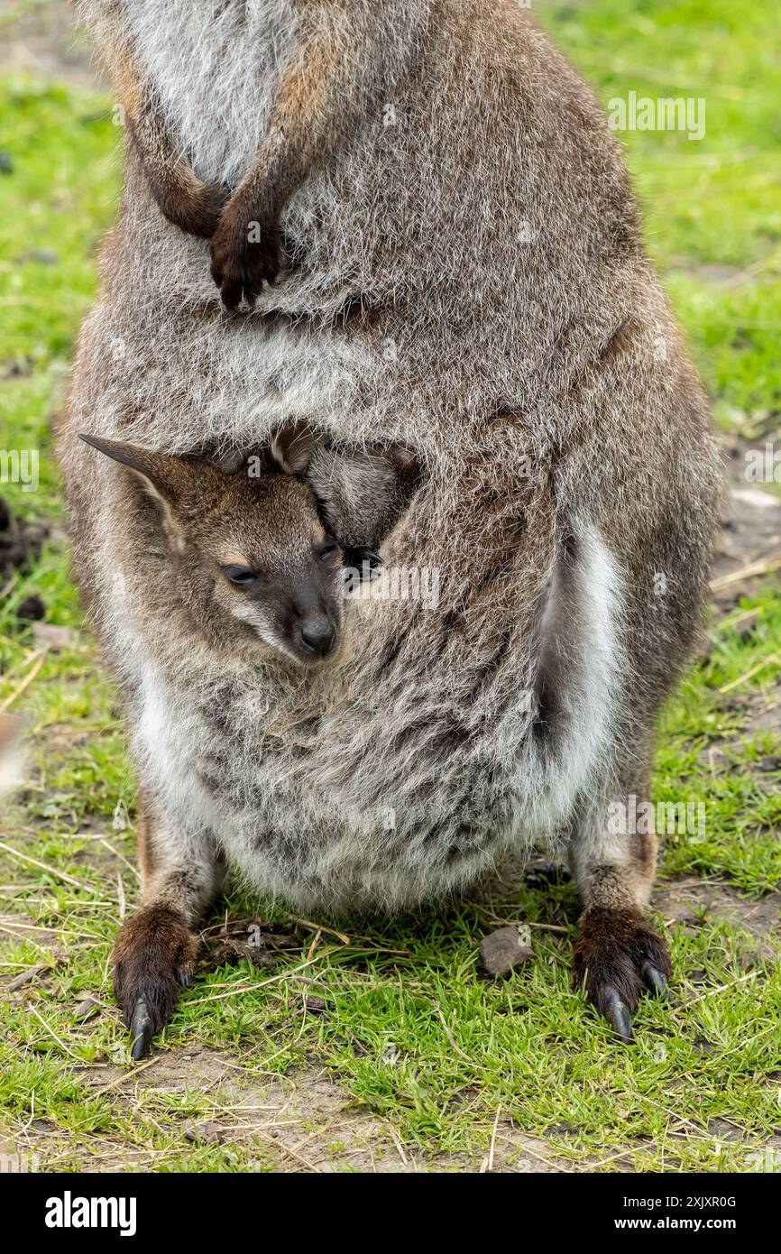 Un wallaby à cou rouge joey dans la poche de sa mère dans un zoo Banque D'Images